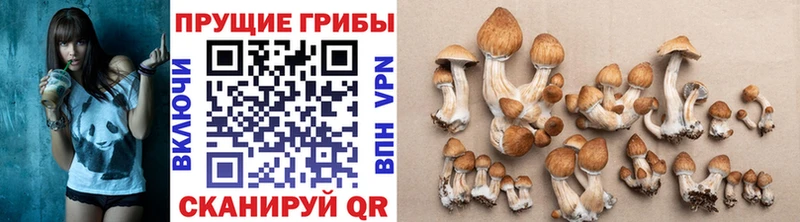 OMG tor Лукоянов Галлюциногенные грибы GOLDEN TEACHER